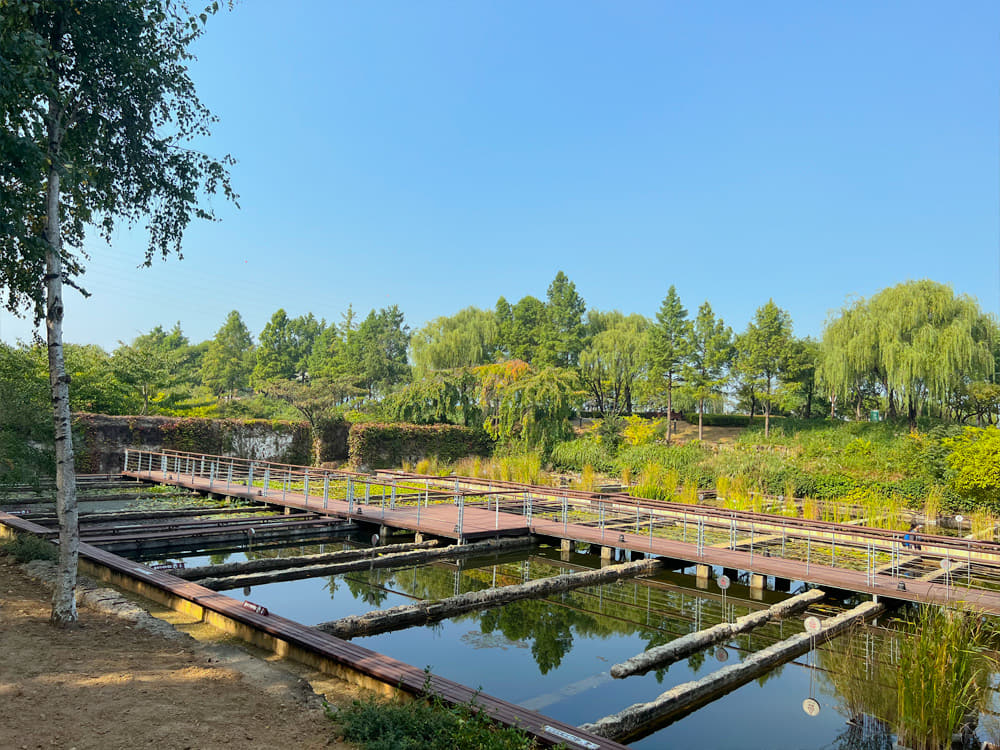 A view of a water purification garden with various aquatic plants.