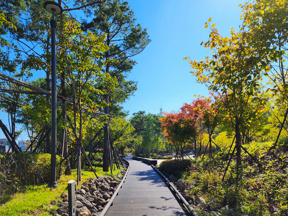 Trees lined to the left and right along the walkway