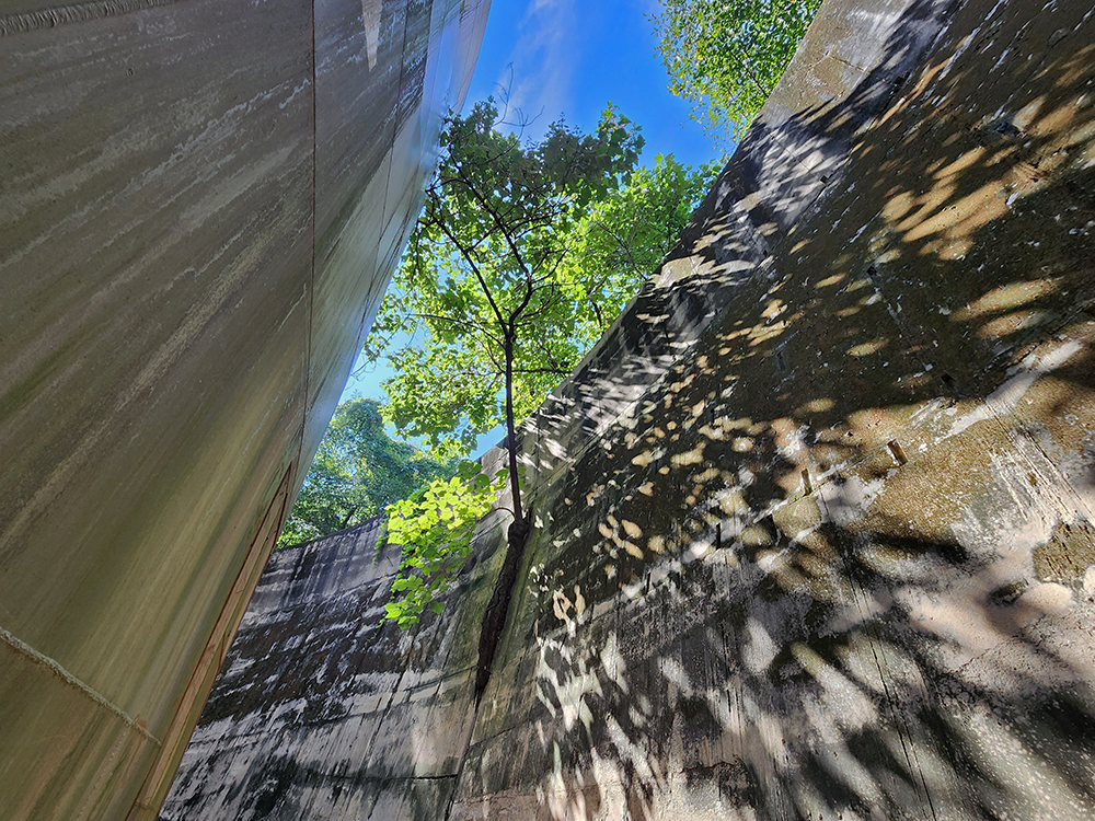 A tree growing through the crevice in the wall