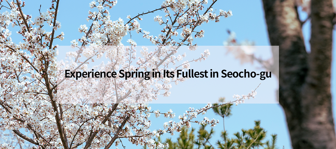 Experience Spring in Its Fullest in Seocho-gu
