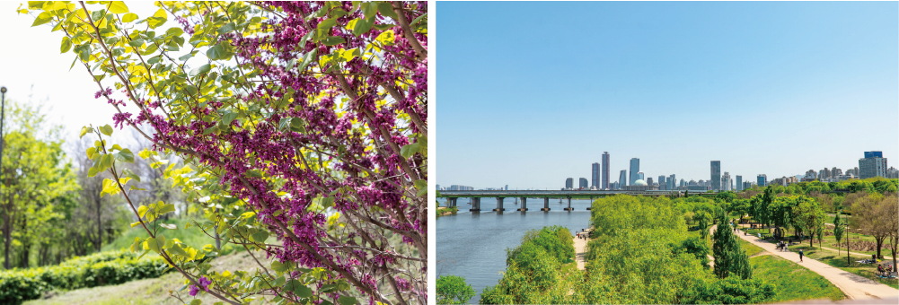 Yeouido Hangang Park