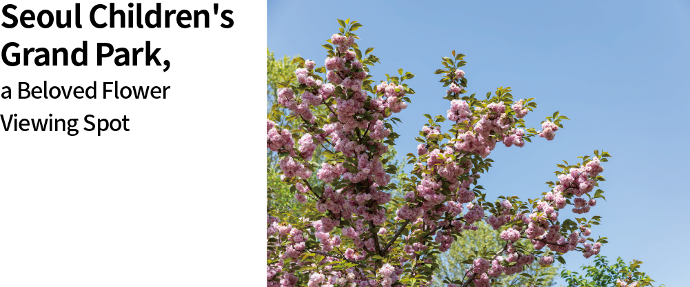Seoul Children's Grand Park, a Beloved Flower Viewing Spot