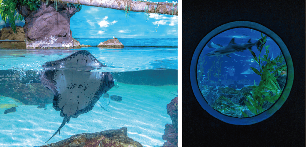 Various Marine Creatures at COEX Aquarium
