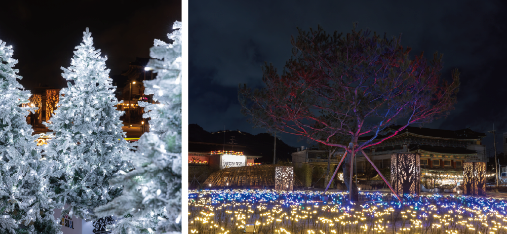 A Mystical Forest of Lights