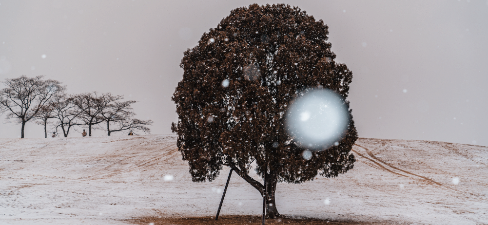 Olympic Park Standing Alone Tree