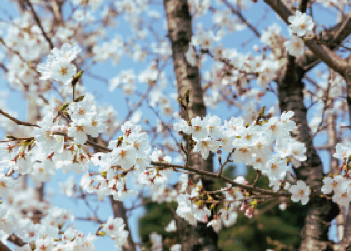 Springtime in Seocho‑gu Disrict Diving into the scenery of spring
