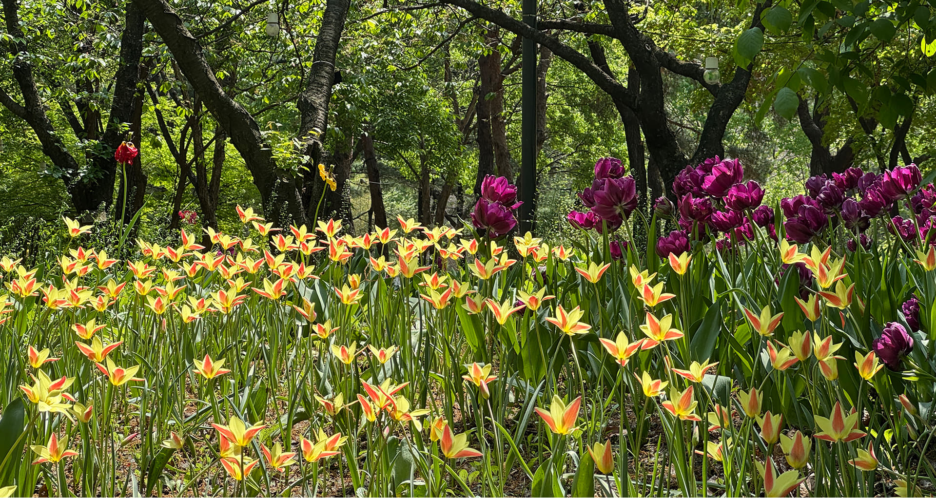 A Living, Breathing Forest: Seoul Forest2