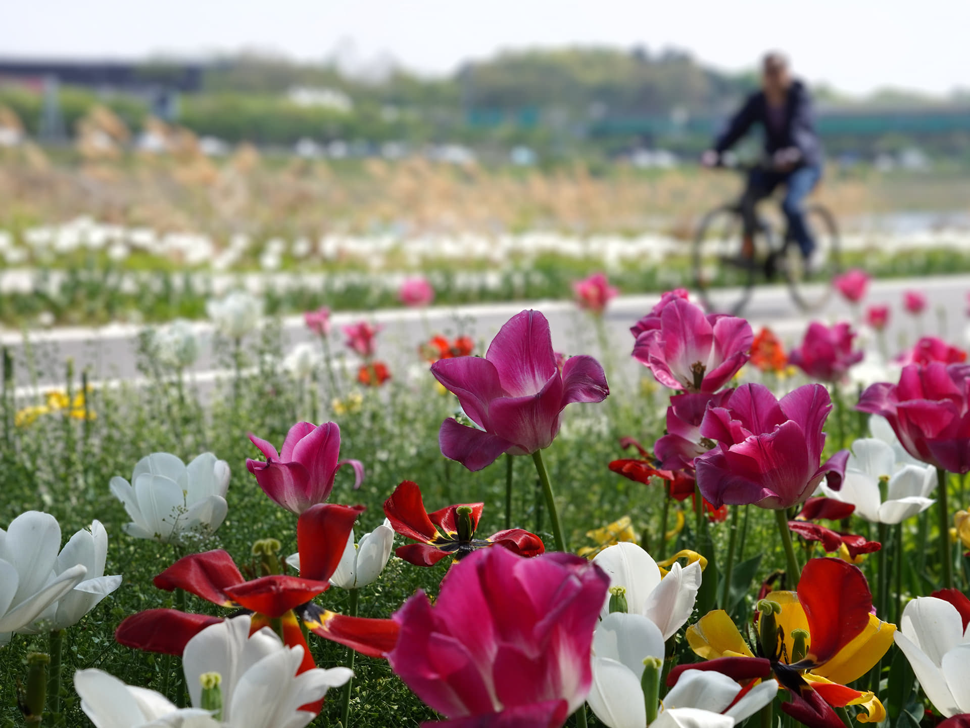 A River of Tulips: Jungnangcheon Stream1