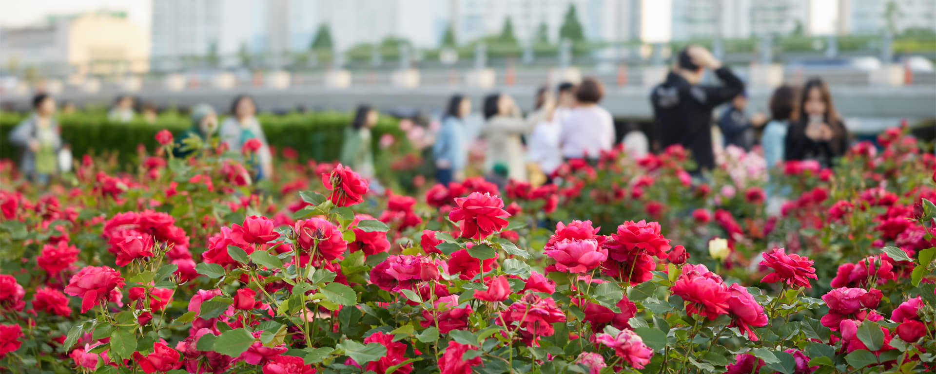 Jungnang Seoul Rose Festival