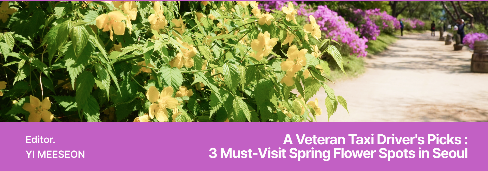 Editor. YI MEESEON / A Veteran Taxi Driver's Picks : 3 Must-Visit Spring Flower Spots in Seoul