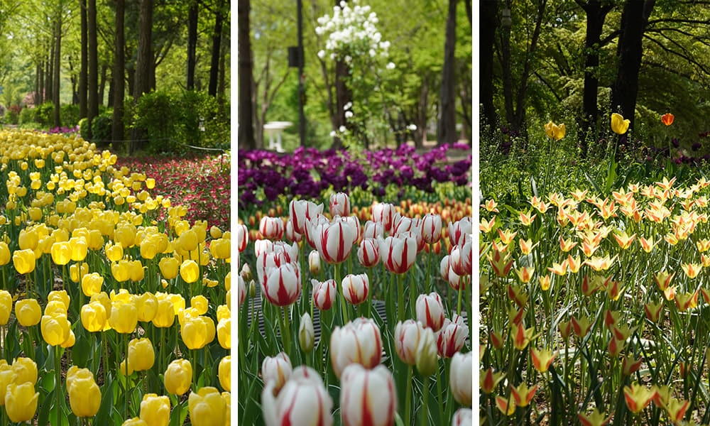 A Living, Breathing Forest: Seoul Forest4