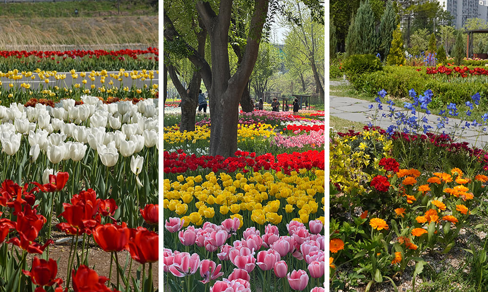 A River of Tulips: Jungnangcheon Stream3