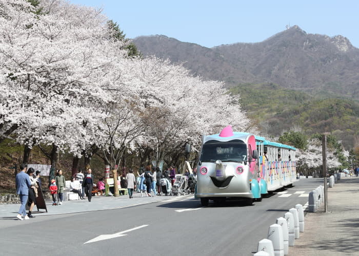 2024 Seoul Grand Park Cherry Blossom Festival