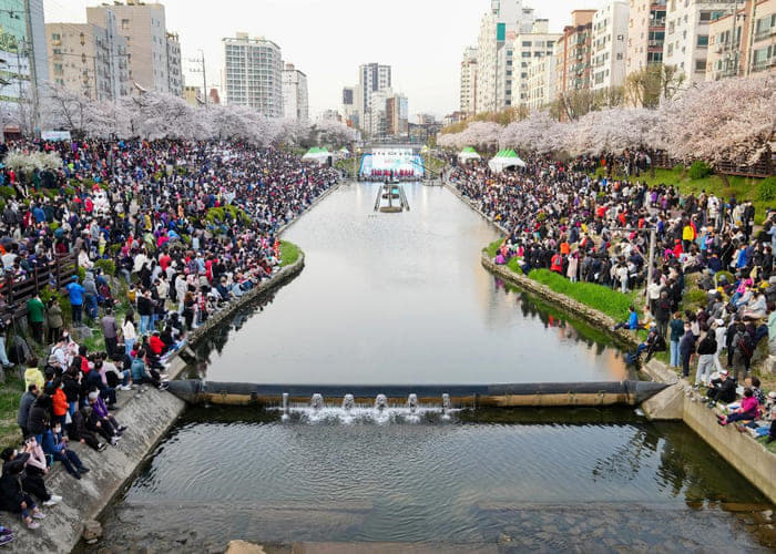 Bulgwangcheon Stream Cherry Blossom Festival ‘Spring of Eunpyeong’