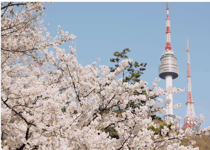 BLOSSOM TOWER