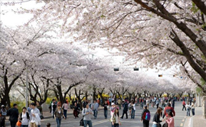 Yeongdeungpo Yeouido Spring Flower Festival