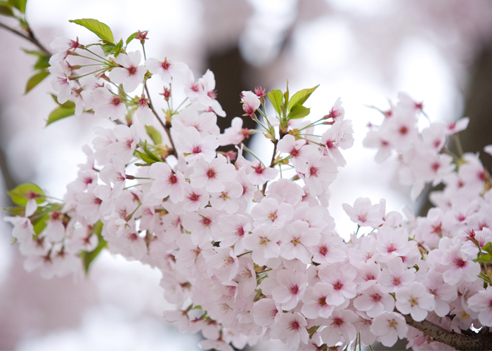 Flower Outings in Seoul