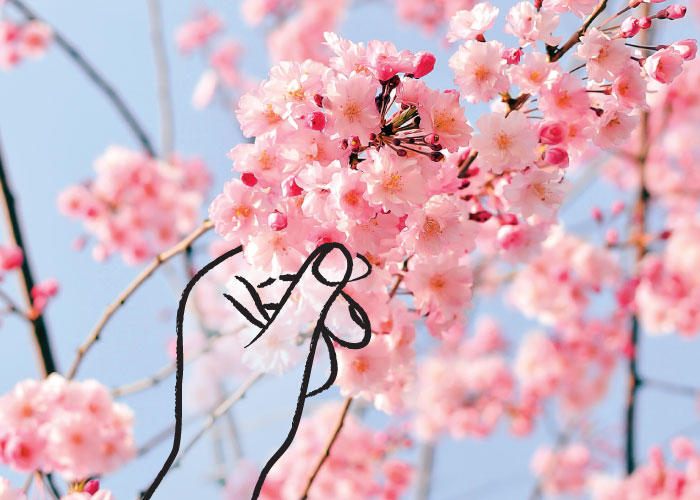 LetsRun Park Seoul Cherry Blossom Night Festival 