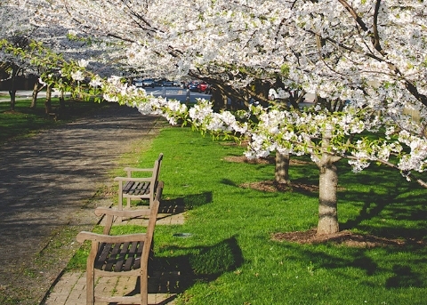 Spring Flowers and Greenery in Seoul