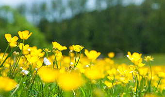 season of seoul - flower