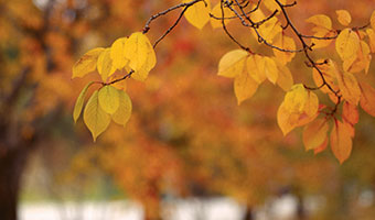 season of seoul - autumn leaves